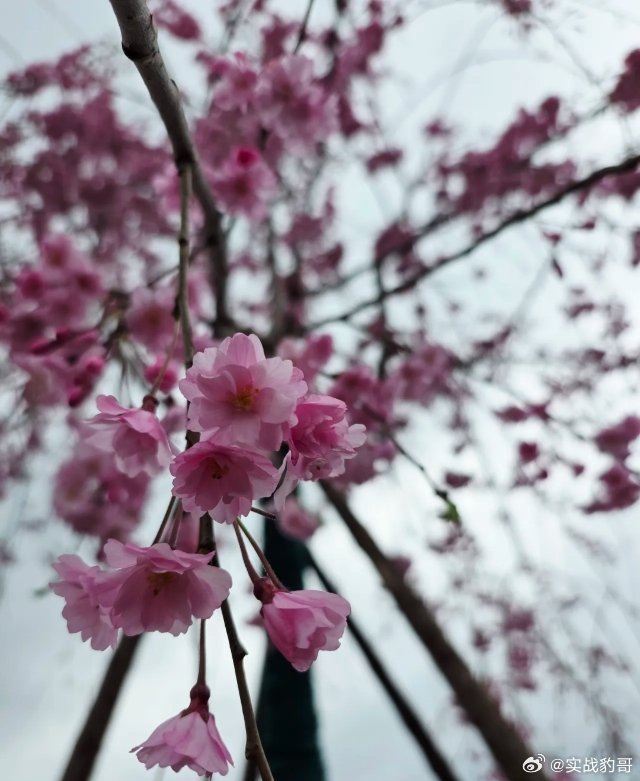 先调后涨，牛市还在早盘3月23日1，上周的走势确实有些“变态”，主力连续利用技术