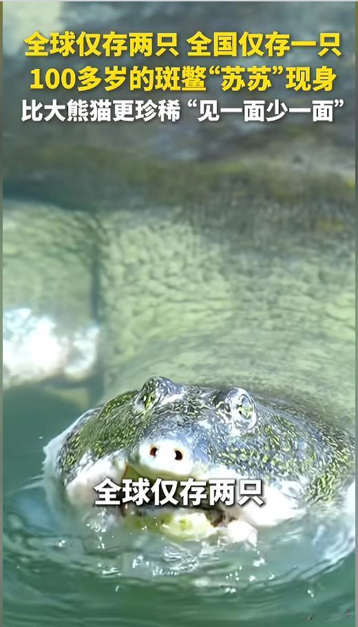 “全球仅剩两只！”近日，江苏苏州，100多岁的斑鳖“苏苏”结束了它的冬眠，开始出