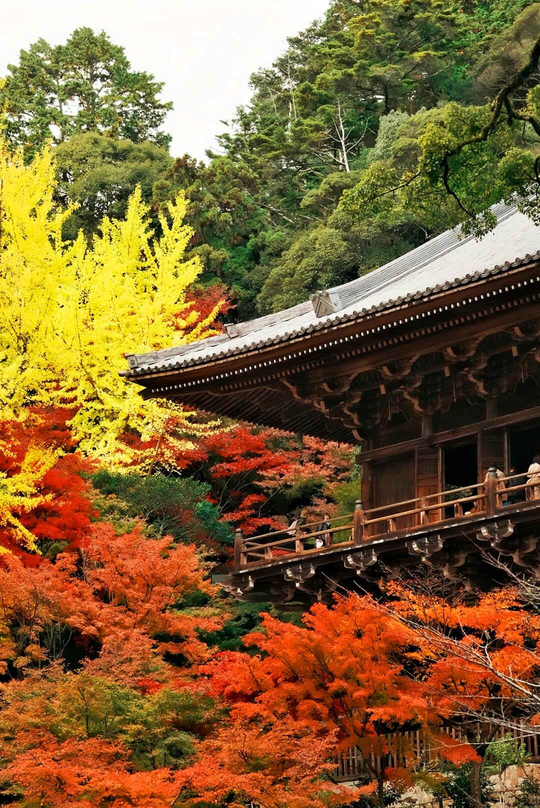 姬路城红叶季徒步攻略｜千年古刹+秘境山径