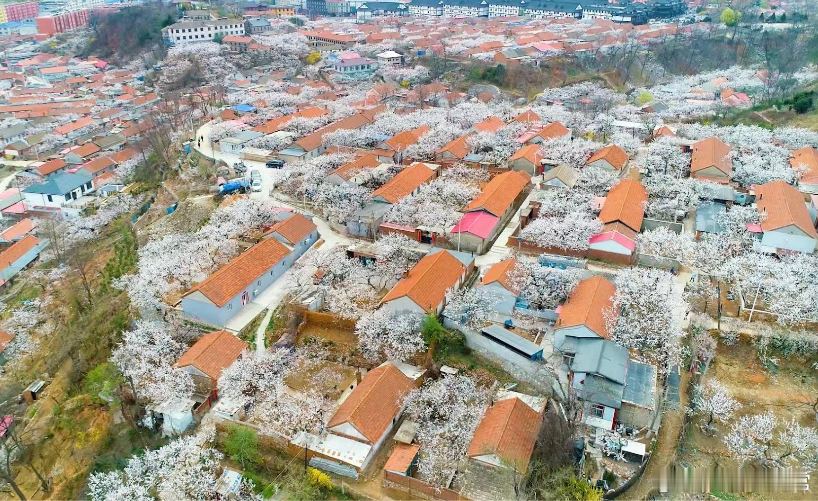 这两天在大孤山，杏花沟这片真的人挤人。大孤山的真顶流—杏梅花一整片铺在古街上，粉