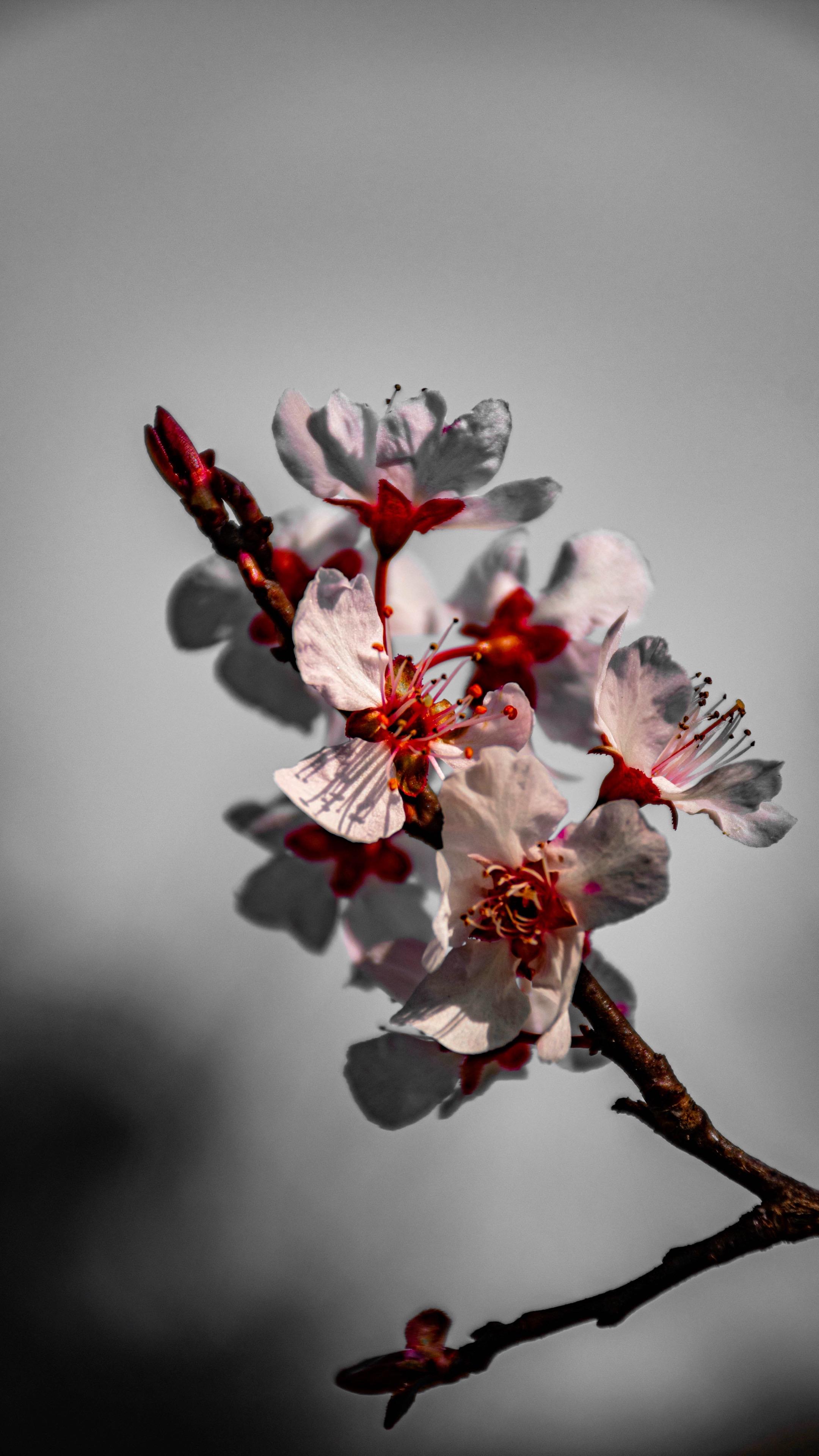 春日的五彩缤纷。