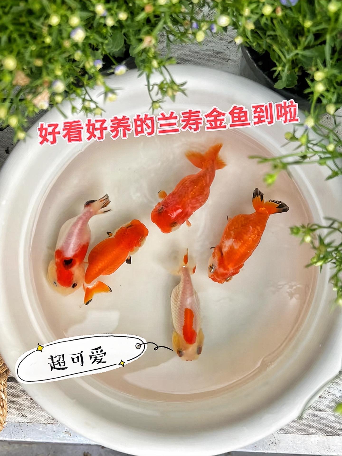 对新手超友好的兰寿金鱼来啦！不用复杂设备，简单打理就能活蹦乱跳。在投喂...