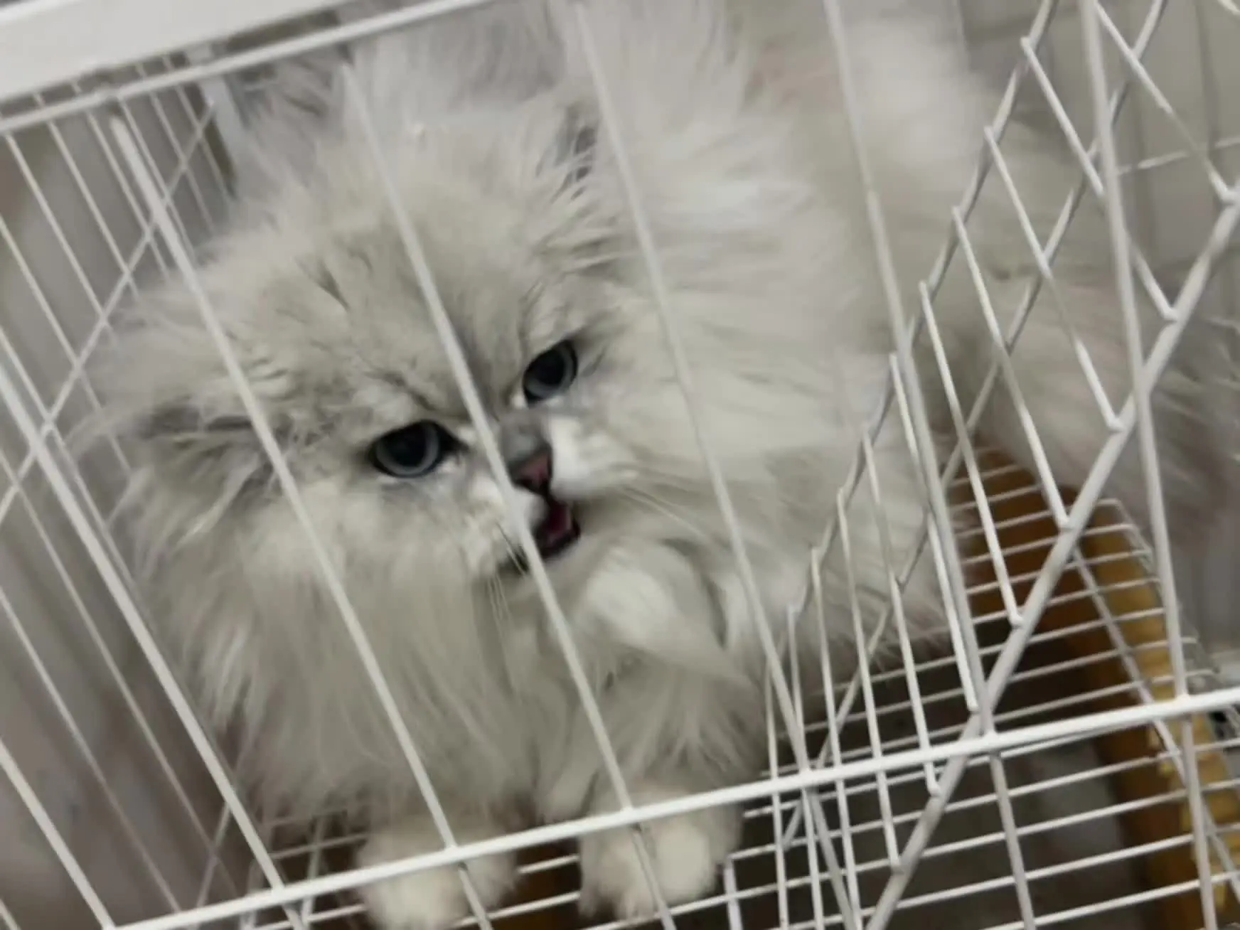 猫