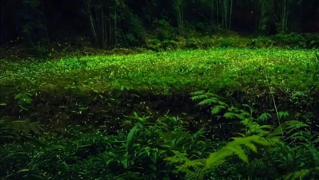 被纪录片《苏门清风》狠狠种草，东坡的故事，一半在三苏祠，一半在青神🌿唐宋八大家