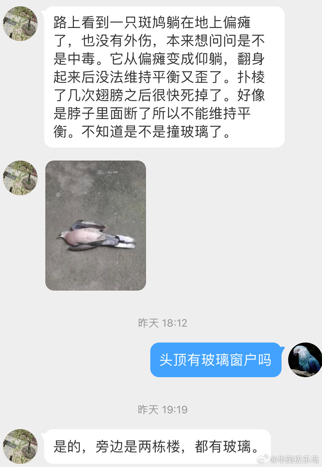 #撞玻璃的鸟# 撞玻璃的【珠颈斑鸠】可怜咕咕 来世再飞 ​​​