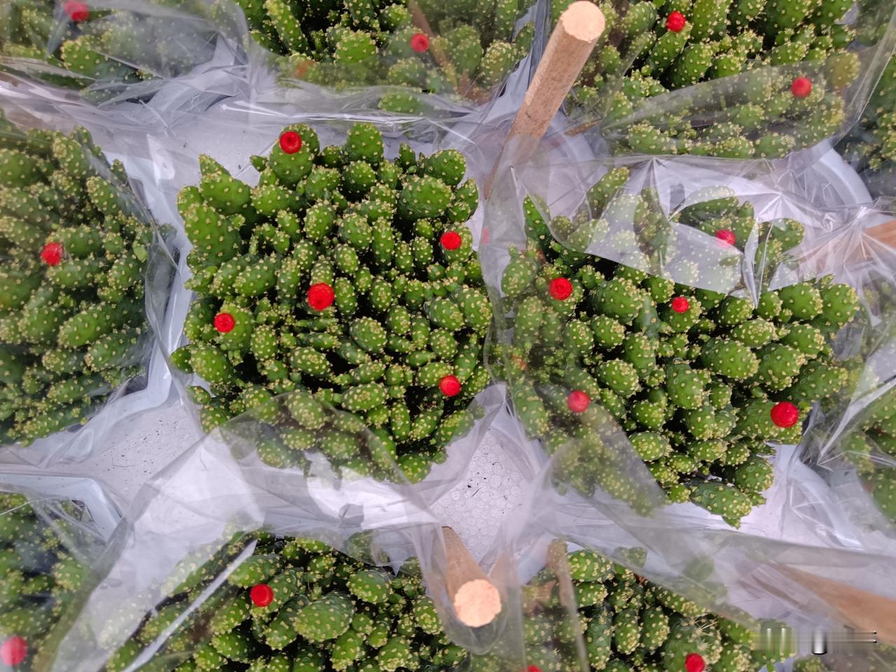 春天一到，整个世界都温柔了。
不必追赶时光，只需要在春风里慢慢生活。
晒晒太阳，