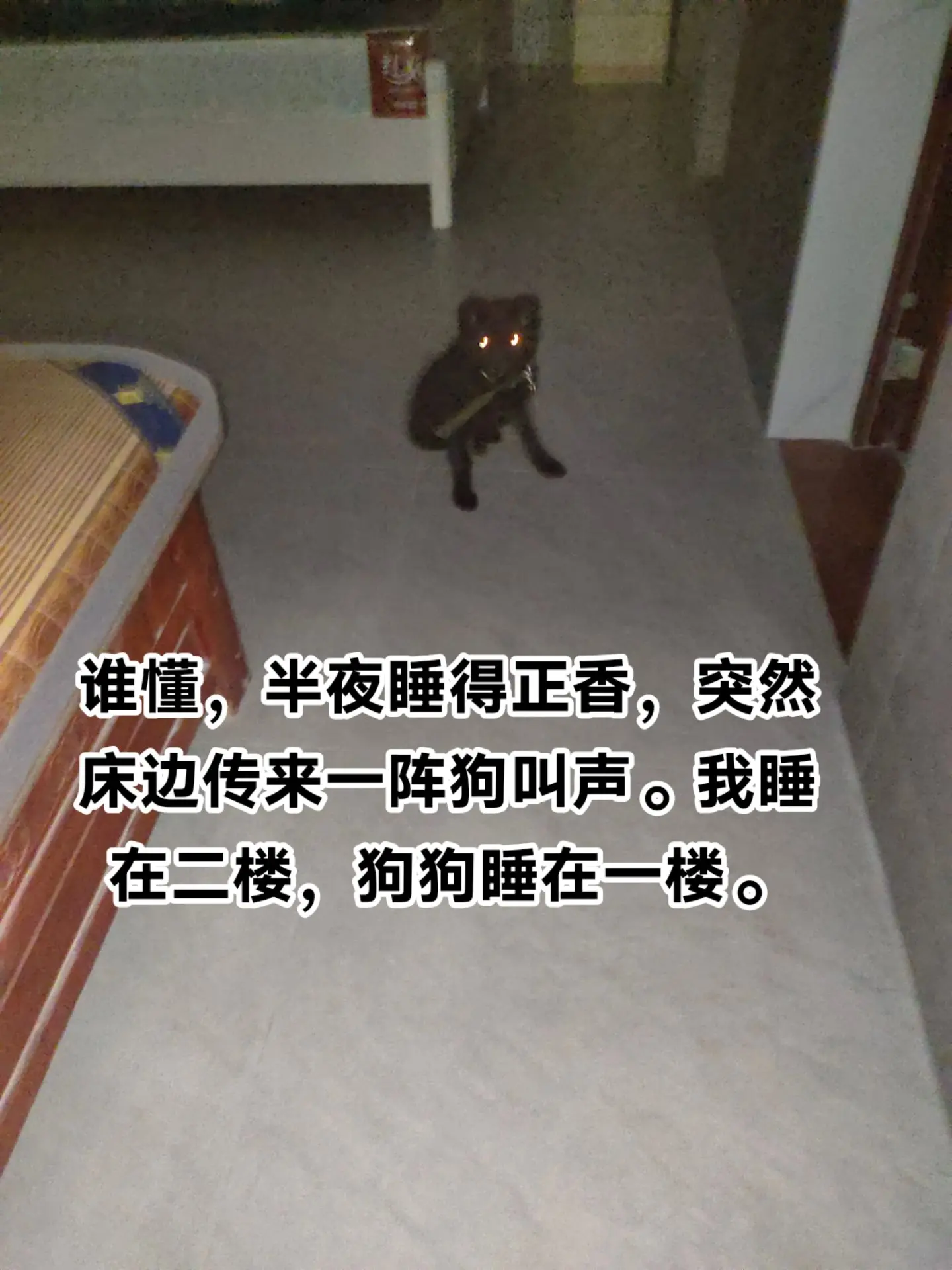 半夜狗叫