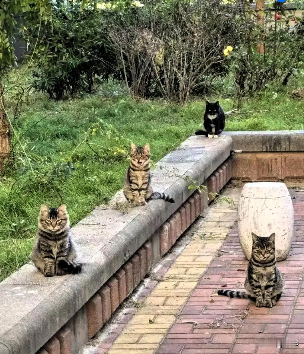 惊不惊喜？意不意外？

三亚流浪猫可能要变多啦，竟然和最近那起女生被咬身亡事件有