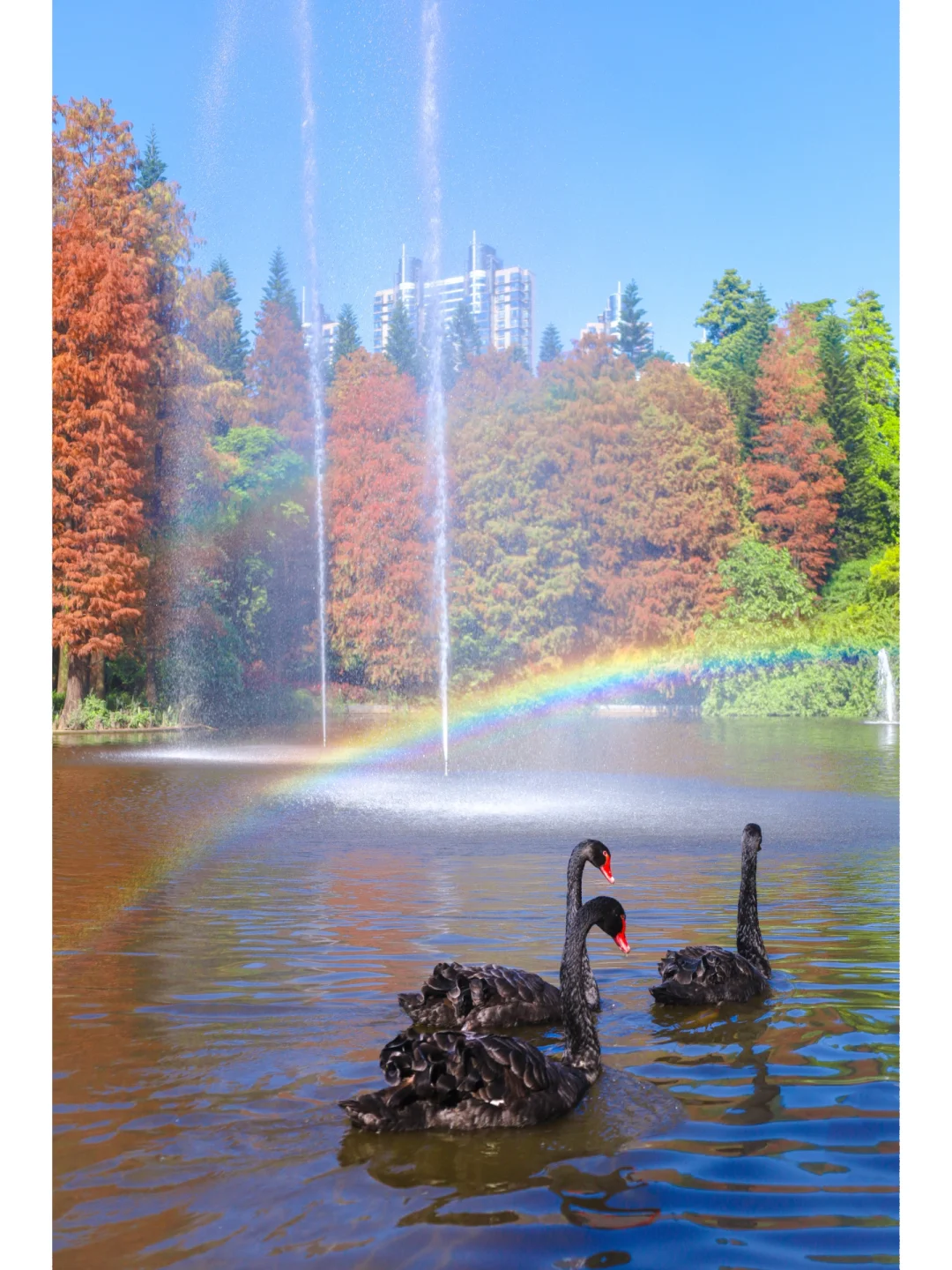 广州天河｜赏红叶遇到了双彩虹🌈和黑天鹅🦢