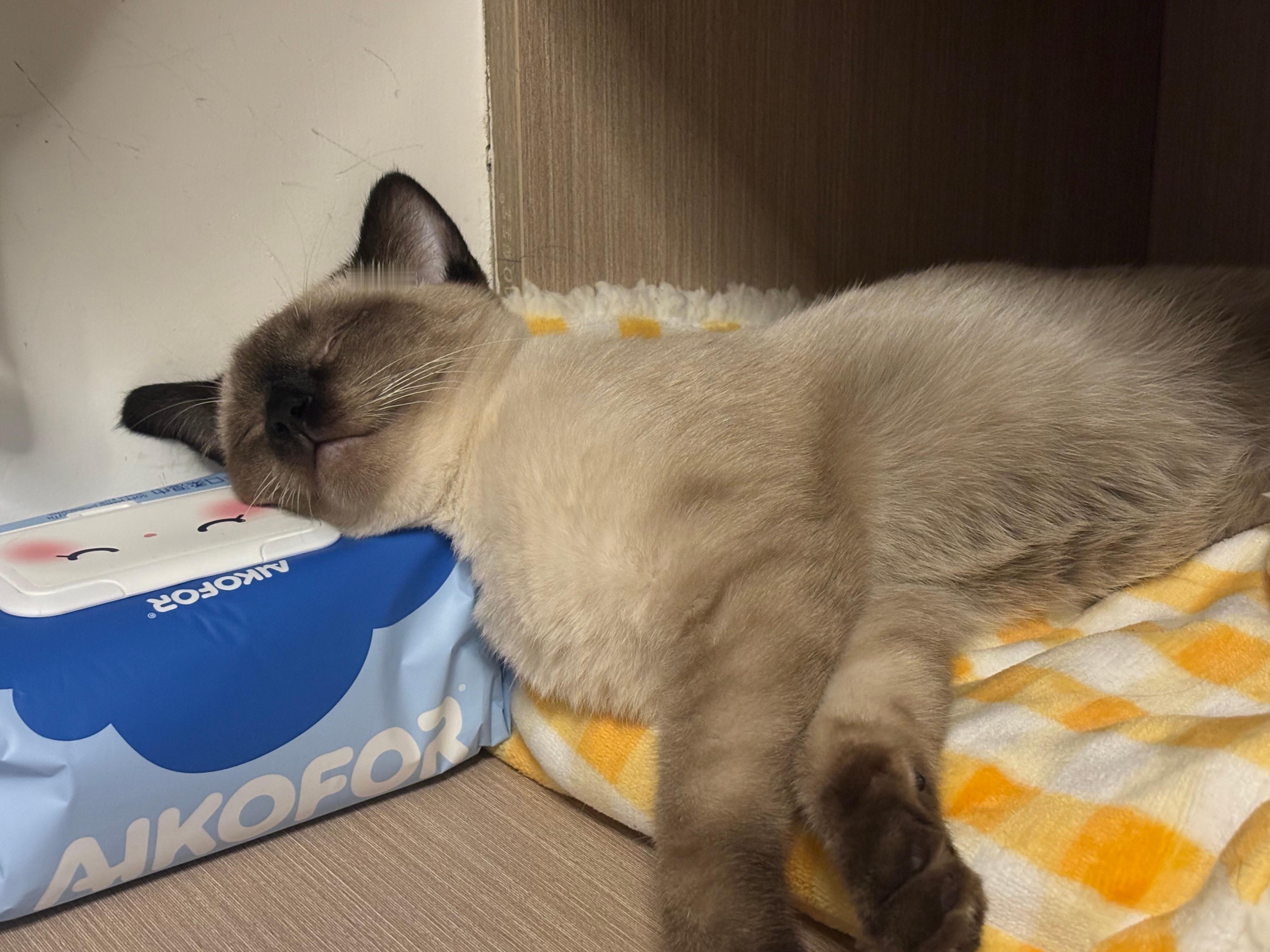 晚安逼罗 ​​​