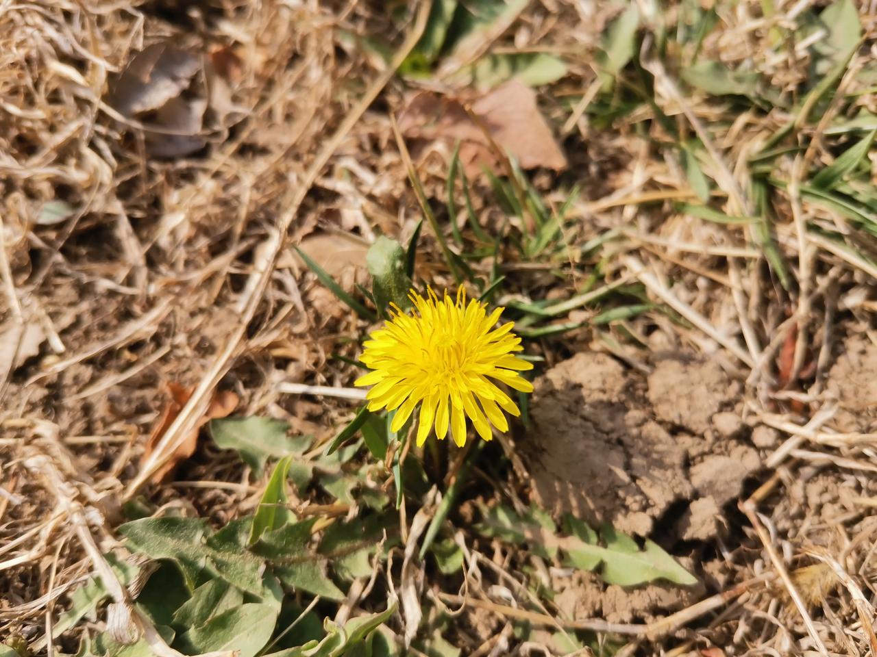 #用一张照片来说说春天的到来##随手拍花草。# #随手拍春花#