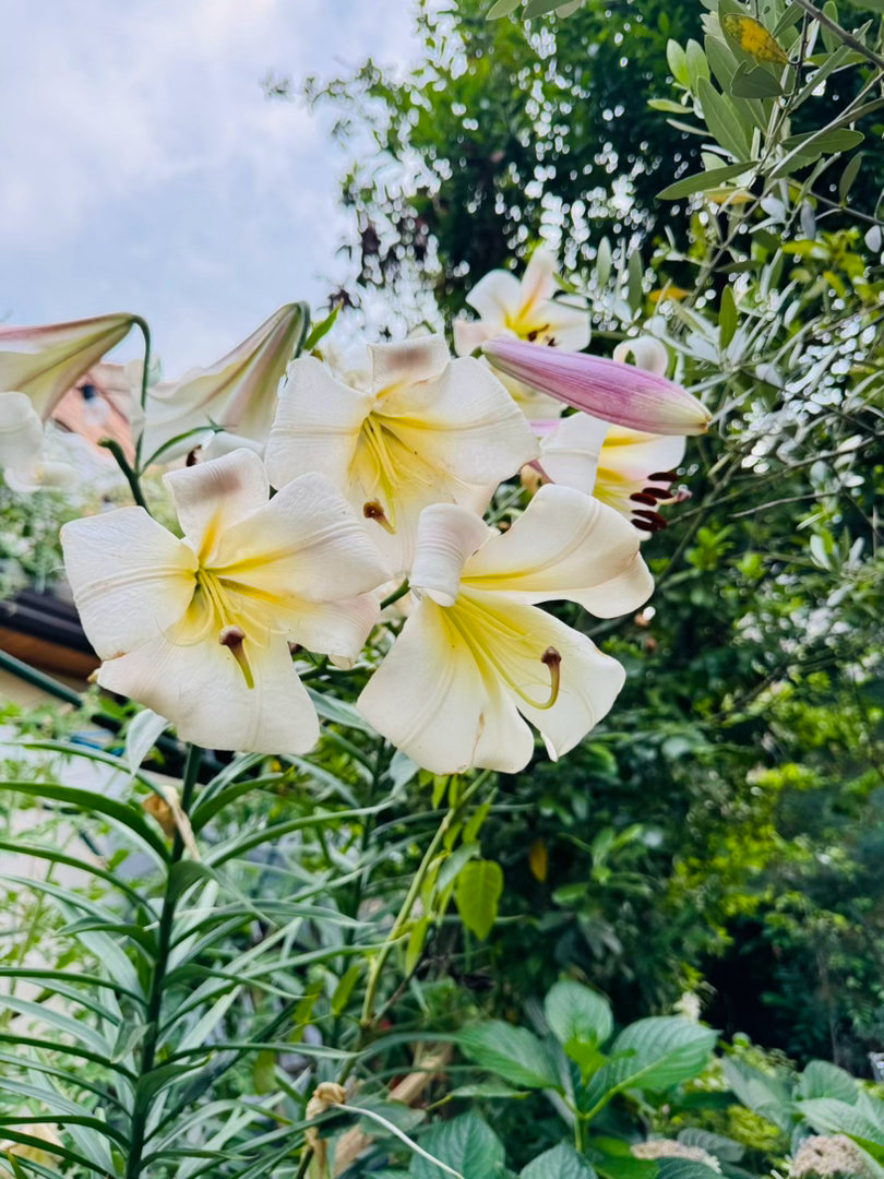 百合开起来真的是香的发臭，但是我还是挺喜欢这个味道的，而且它每年都能够如约而至的