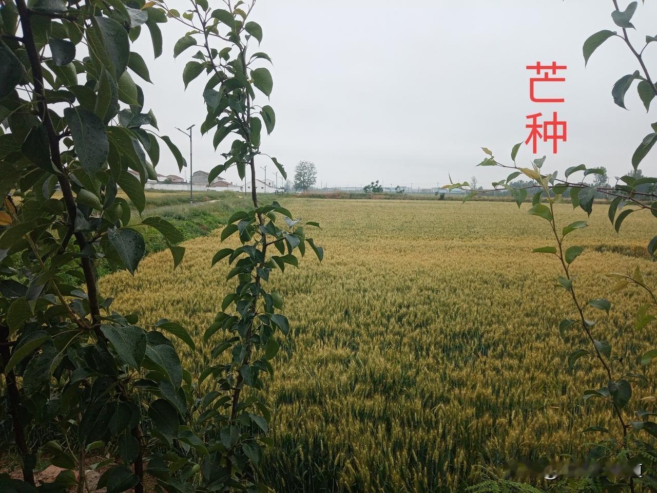 春雨惊春清谷天，夏满芒夏暑相连
明日芒种
老人说“热不热，看芒种”
四月芒种热死