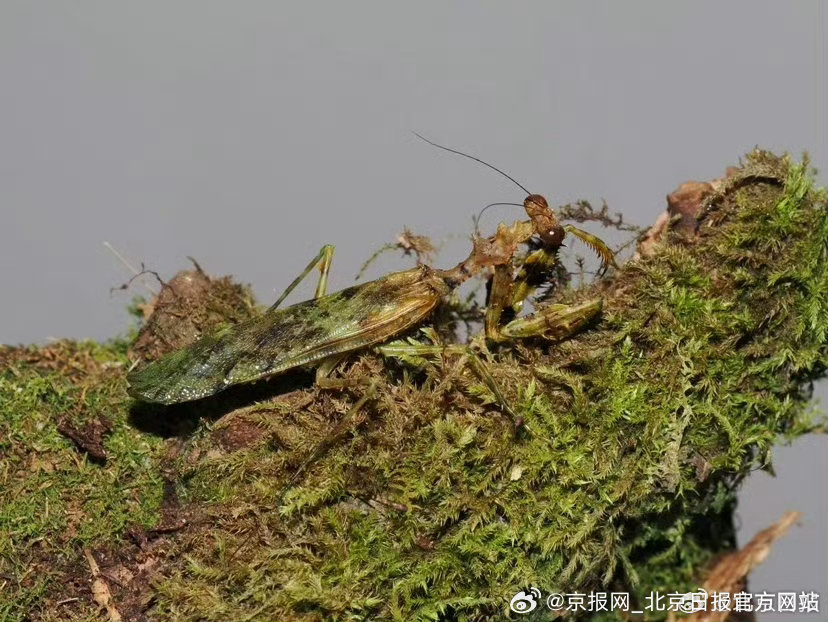 【#中国农大昆虫博物馆上新动感标本# 】#昆虫博物馆里突眼蝇瞪眼决斗# 3月22