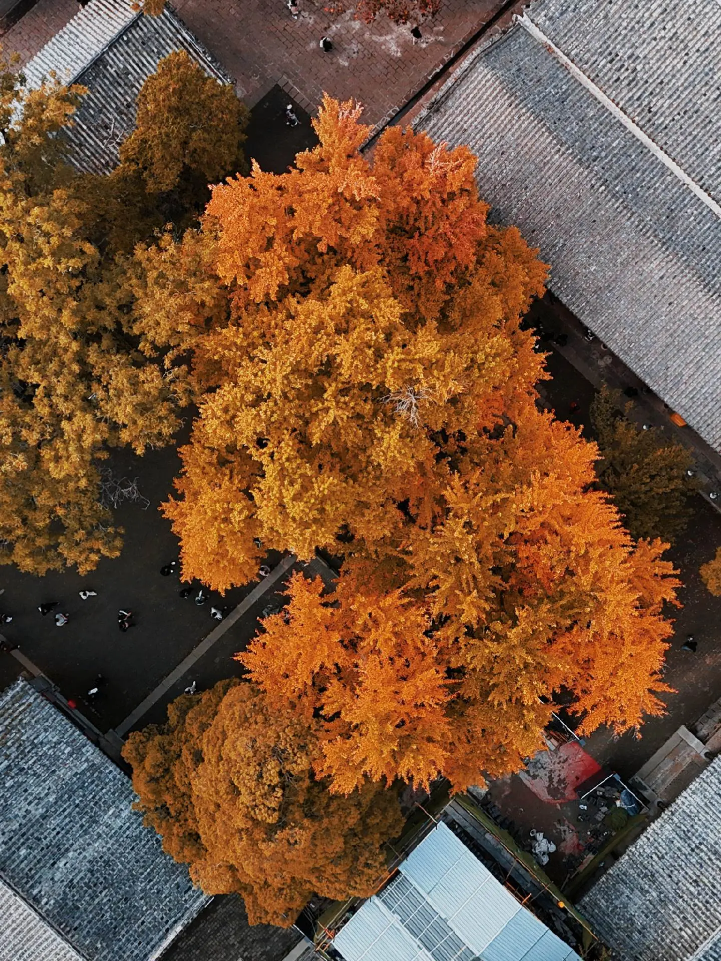 济南灵岩寺的银杏黄了
