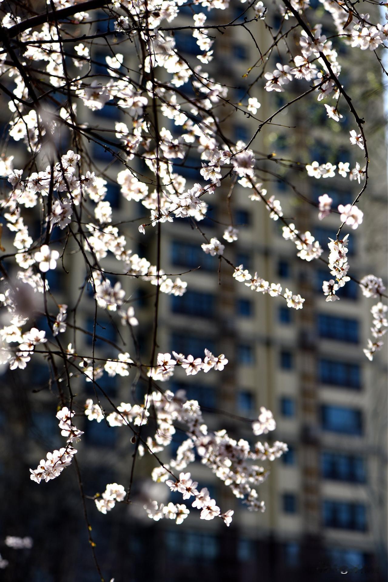 南湖公园四季掠影（十）
春季景色：