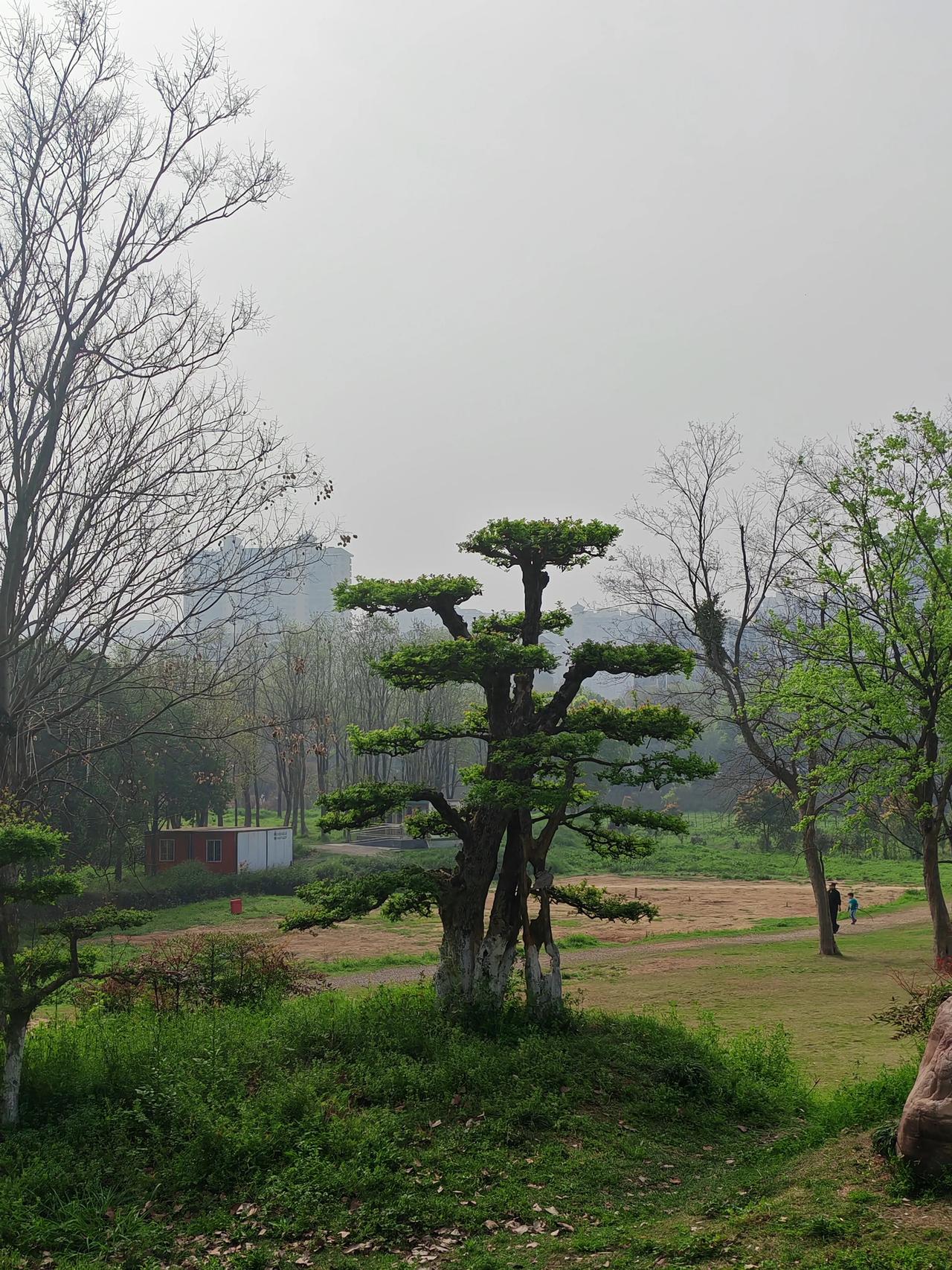 记录我的2026春天鲜花美丽，小草绿树也清新可爱，令人沉醉。