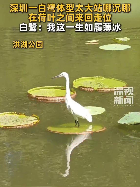 “笑不活了！”深圳，洪湖公园里有一只白鹭，它看着瘦瘦高高的，没想到有那么重，站在