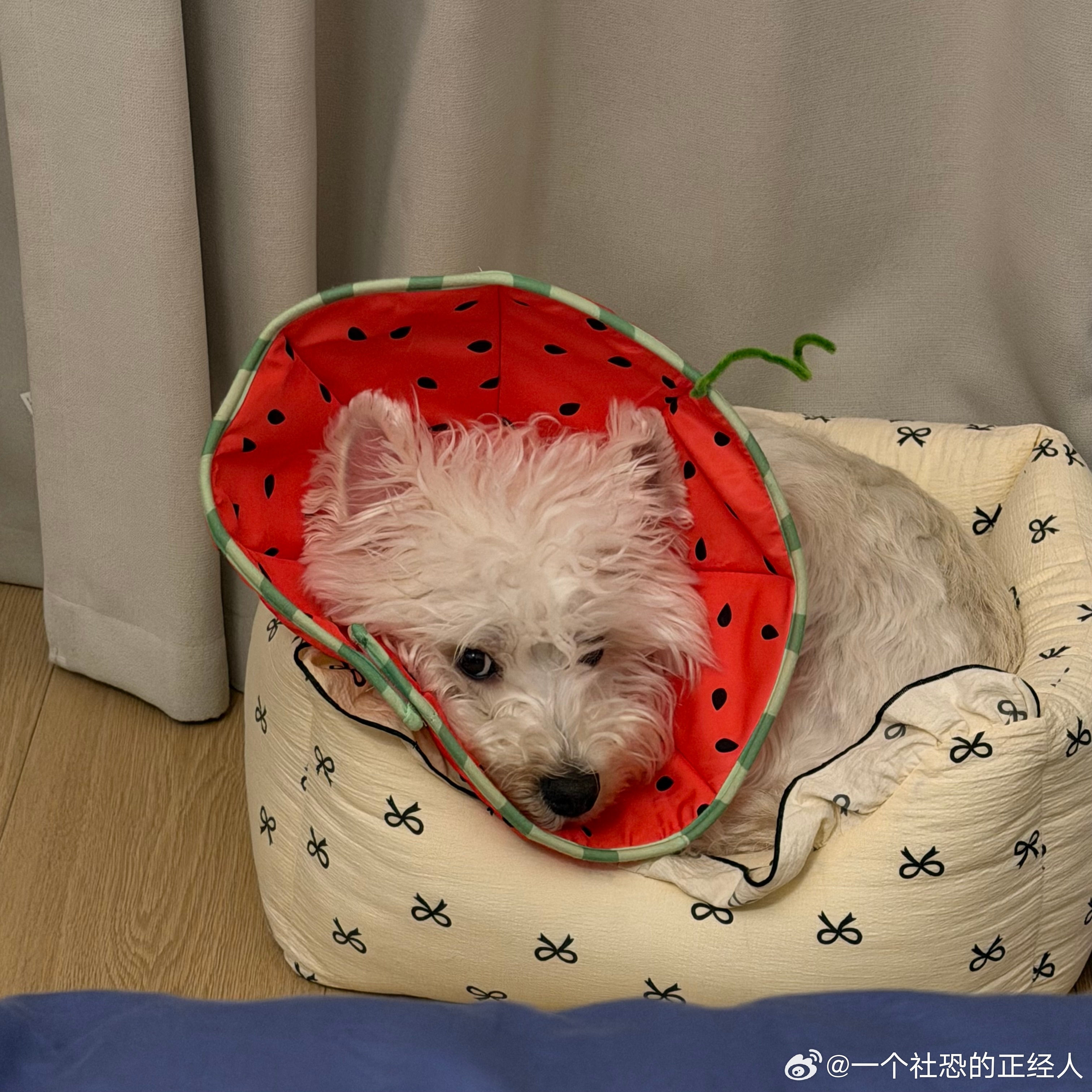 不呆[超话] 请吃西瓜🍉睡小窝的乖乖小狗🐶 ​​​