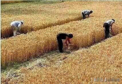 庄稼地里的活你干过吗?我是干过的。今天罗列一下庄稼地农活有多少种。
      