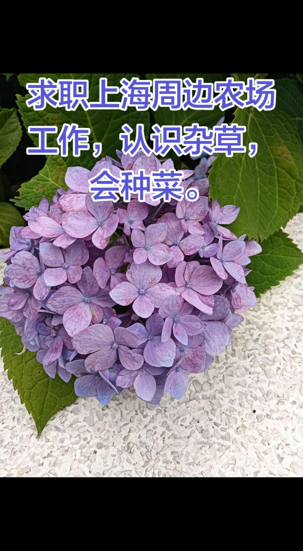 随孩子沪漂，让我见识见识上海工作有多难找