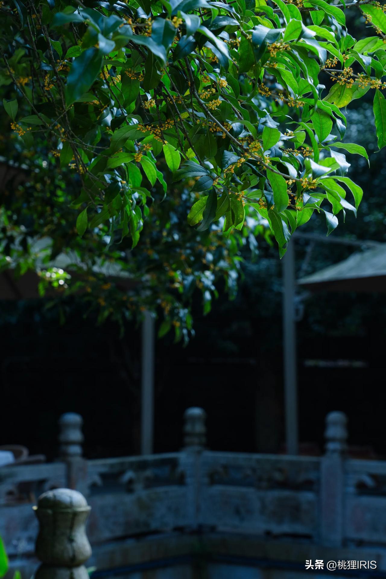 理安寺·山寺寻桂子，是江南秋日的限定浪漫

九溪深处的理安寺，有一波它的专属粉