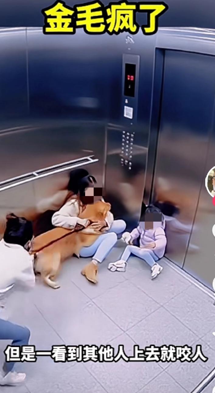 电梯里被金毛扑咬！我亲身见证后才懂，温顺犬的风险真不能忽视
 
前几天下班乘电梯