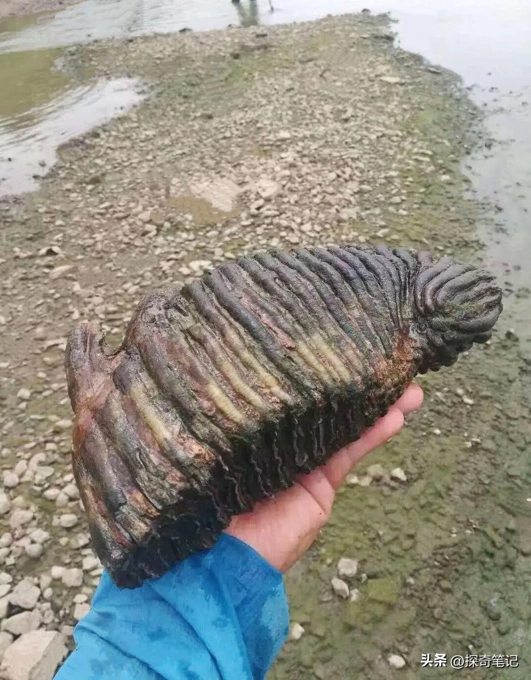 你看到的这块东辽河出土的猛犸象牙臼齿，有个很特别的地方：它泡在水里上万年，齿板居