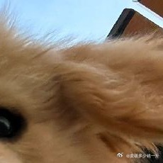 感恩不是单纯的品德，而是鲜活的气场，是清纯的能量，是立体全息的吸引，是同频共振，