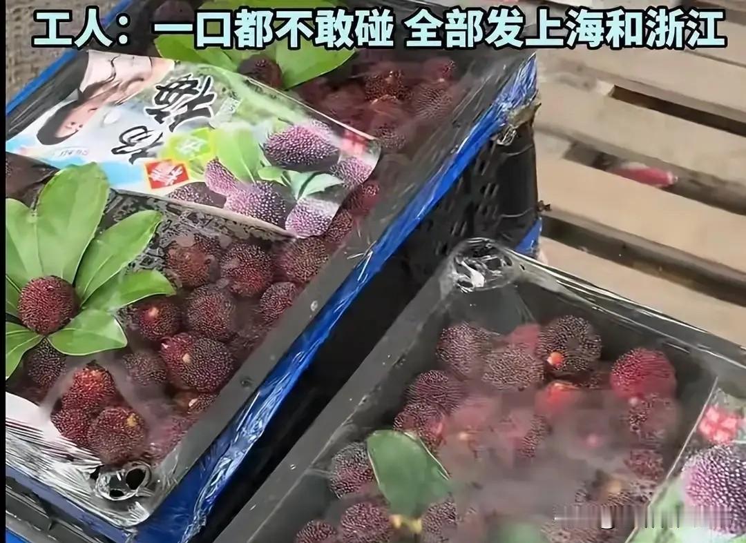 连工人自己都不敢吃的杨梅，怎么就端上了我们的餐桌？

5月16日，一则暗访报道，