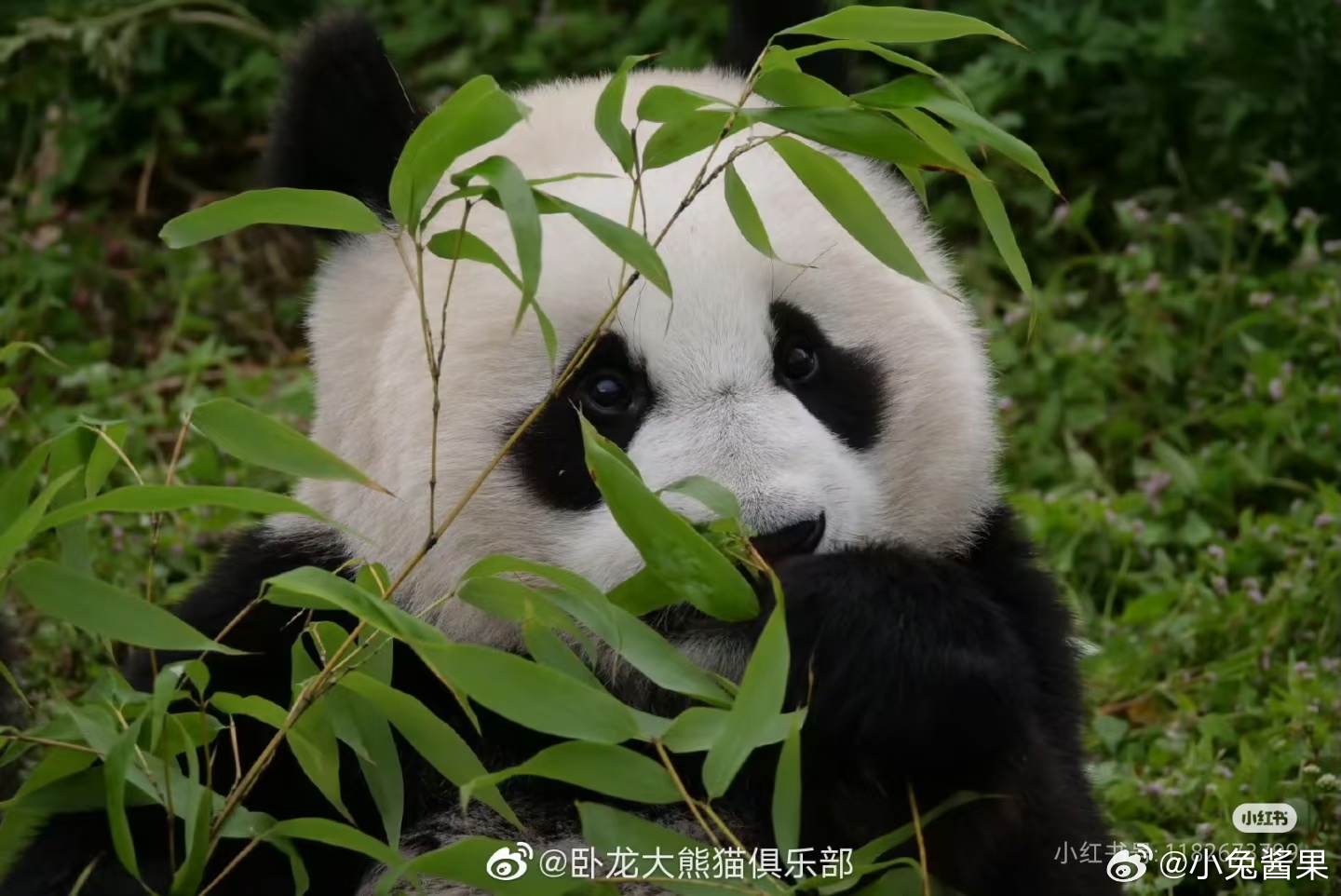 小和和萌萌 