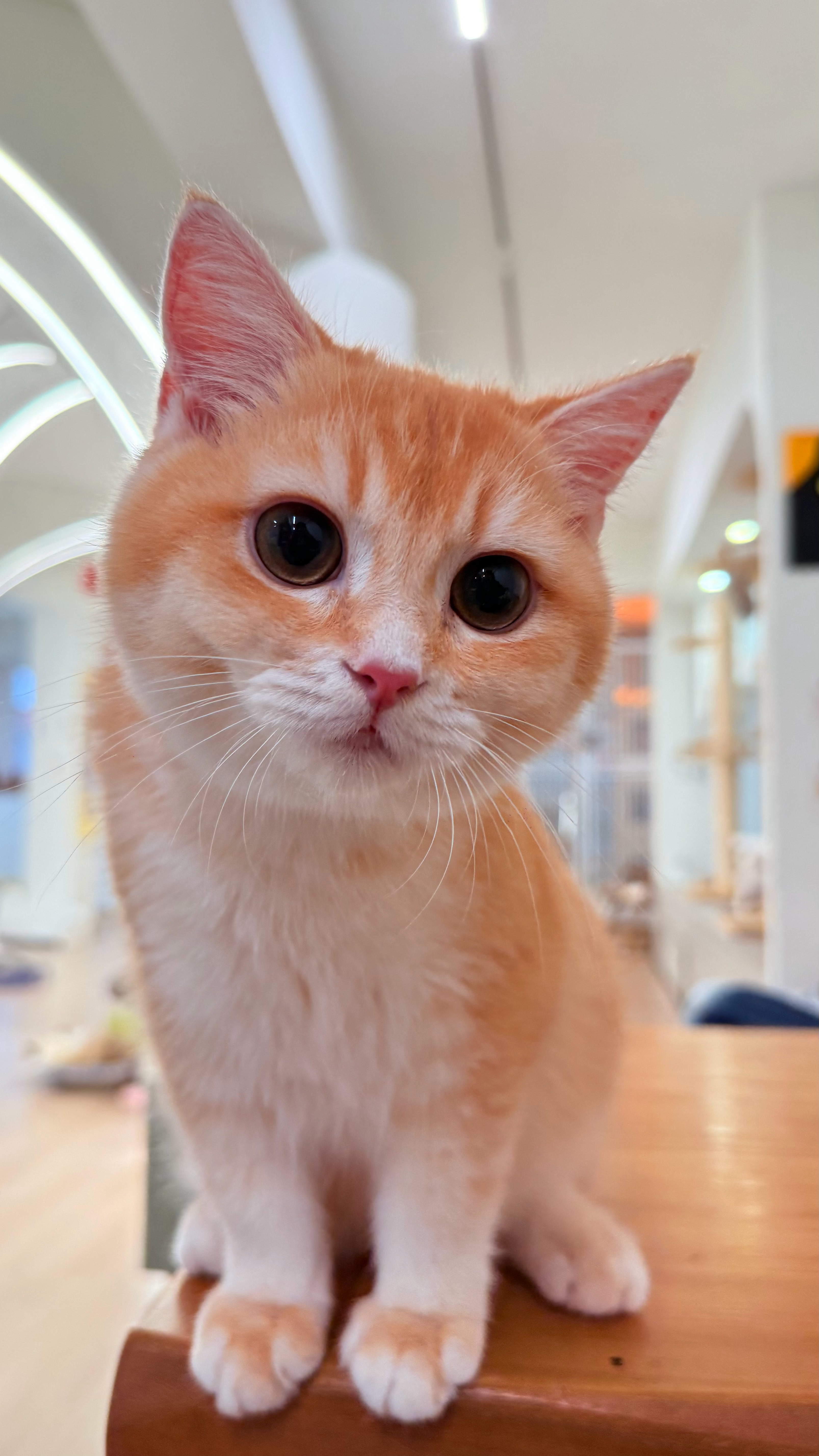 没有演唱会的日子已经无聊到去撸猫了[皱眉][皱眉]我想撸演唱会啊[淡淡的][淡淡