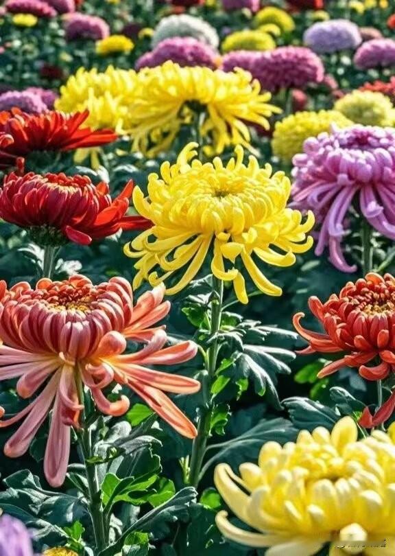 世间的花花草草，是最治愈人心的，赏花，拍花，收获的是好心情，四季有花拍，生活就会