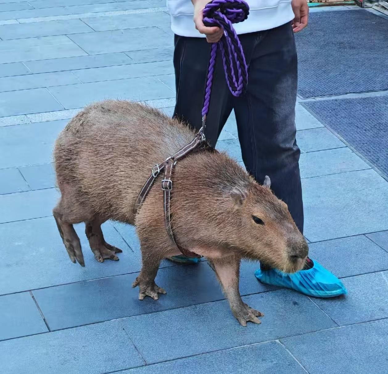 重庆一男子花8.2万网购成年活体水豚，到货不吃食、窜稀，次日就S了。买家把卖家告