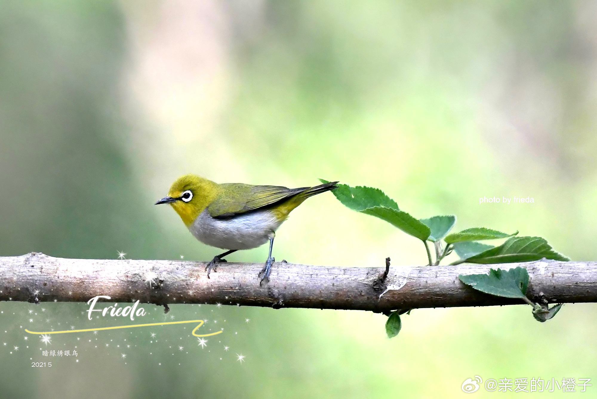 早上好！暗绿绣眼鸟 Swinhoe's White-eye 
