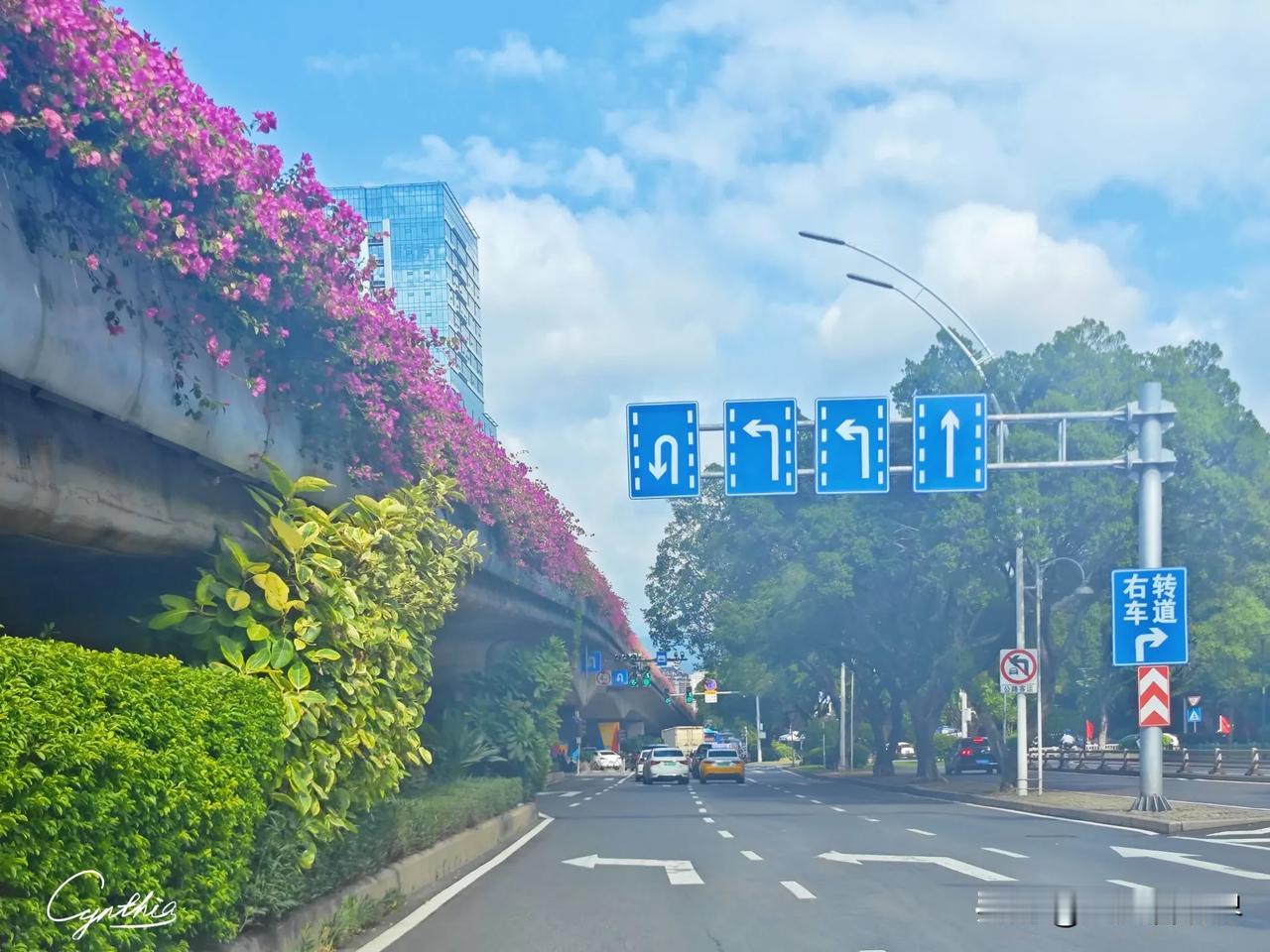 有福之州｜二环路上：蓝天白云飘，飞花流翠道。

#随手拍一张你所在城市的蓝天#