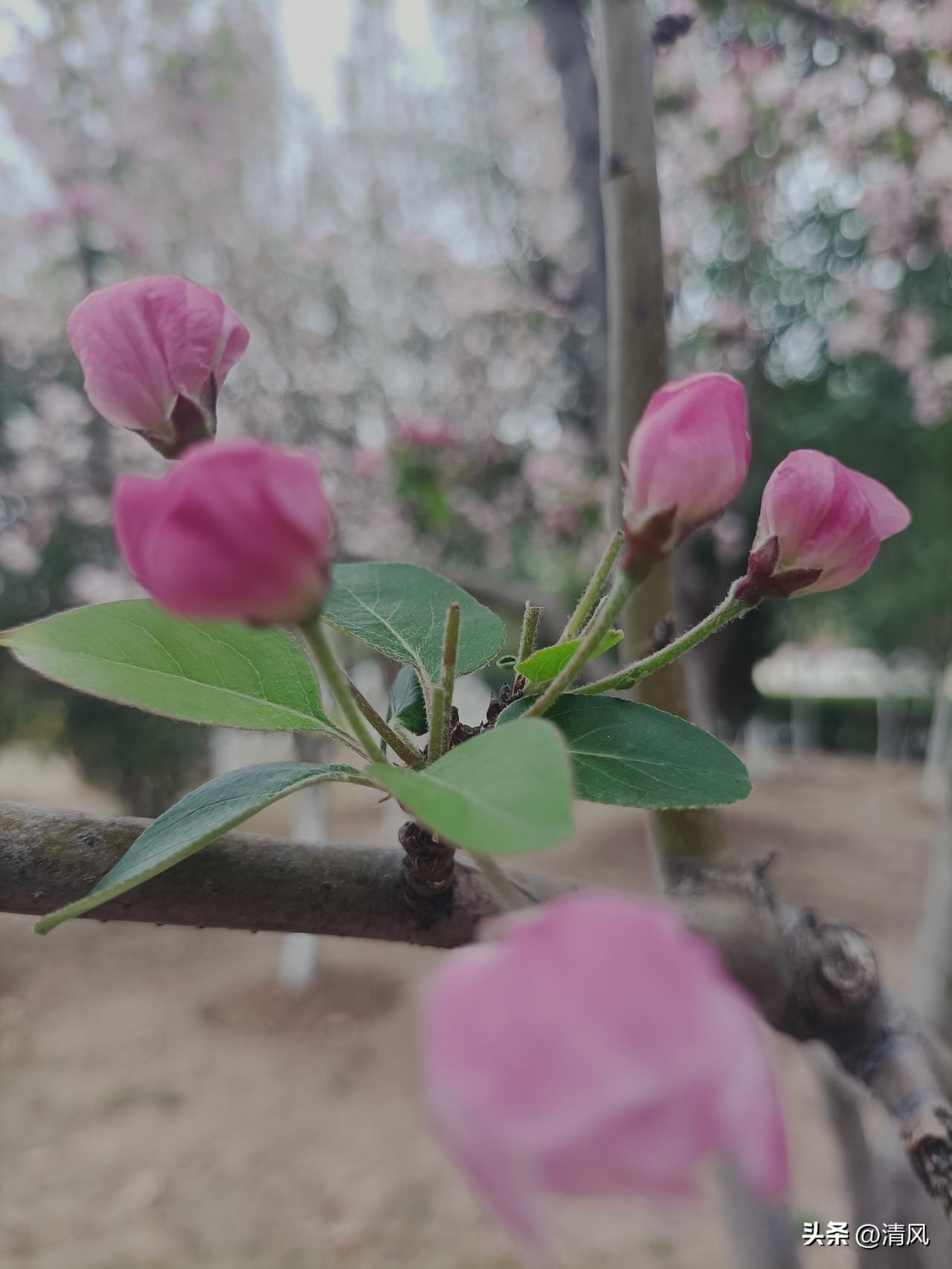海棠初绽，

粉意漫枝。

花苞是春的伏笔，

花开是风的情书。

这一树温柔，