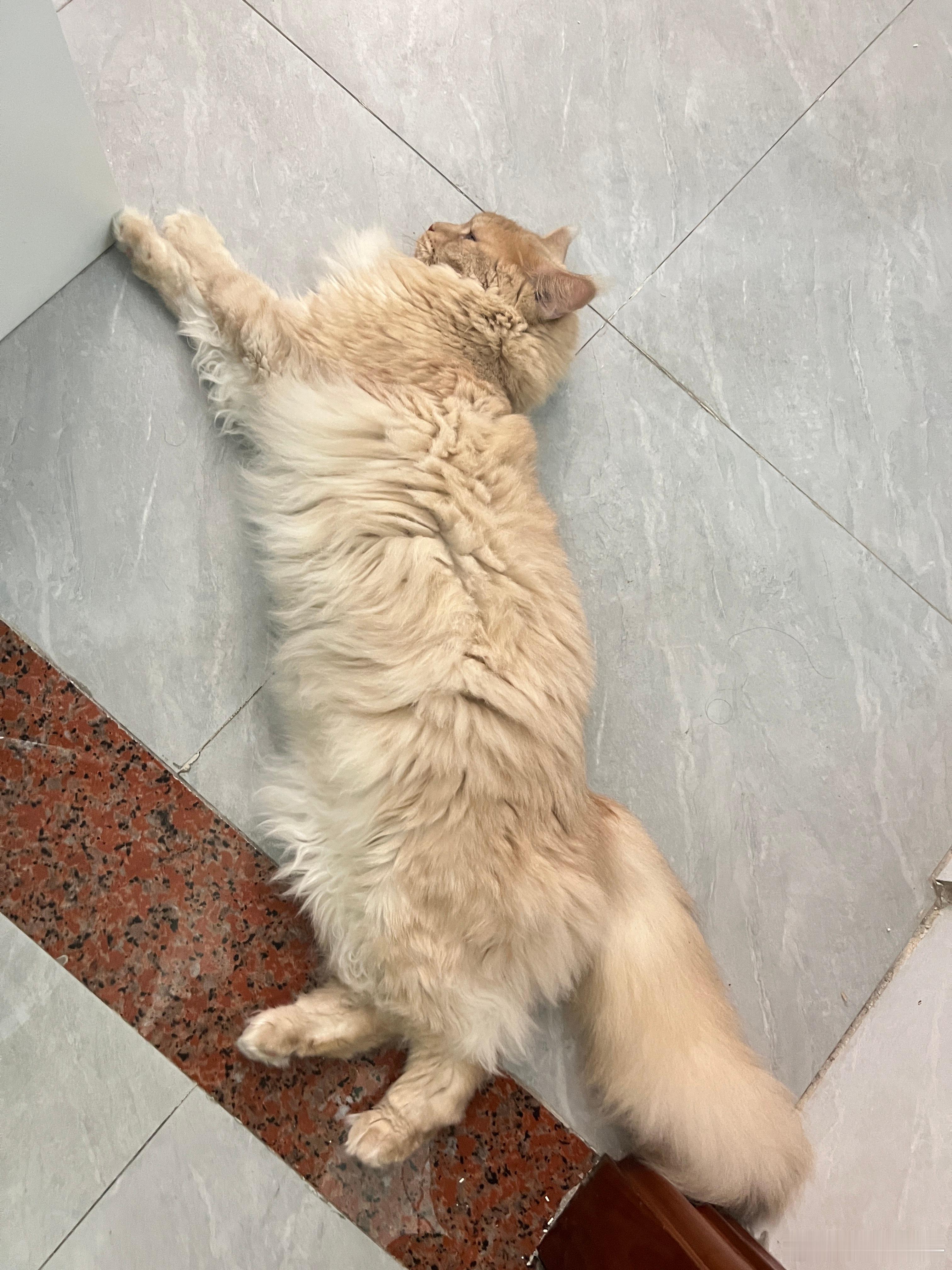 毛太长了显得腿很短…世界未解之谜，为何我猫是方形的？