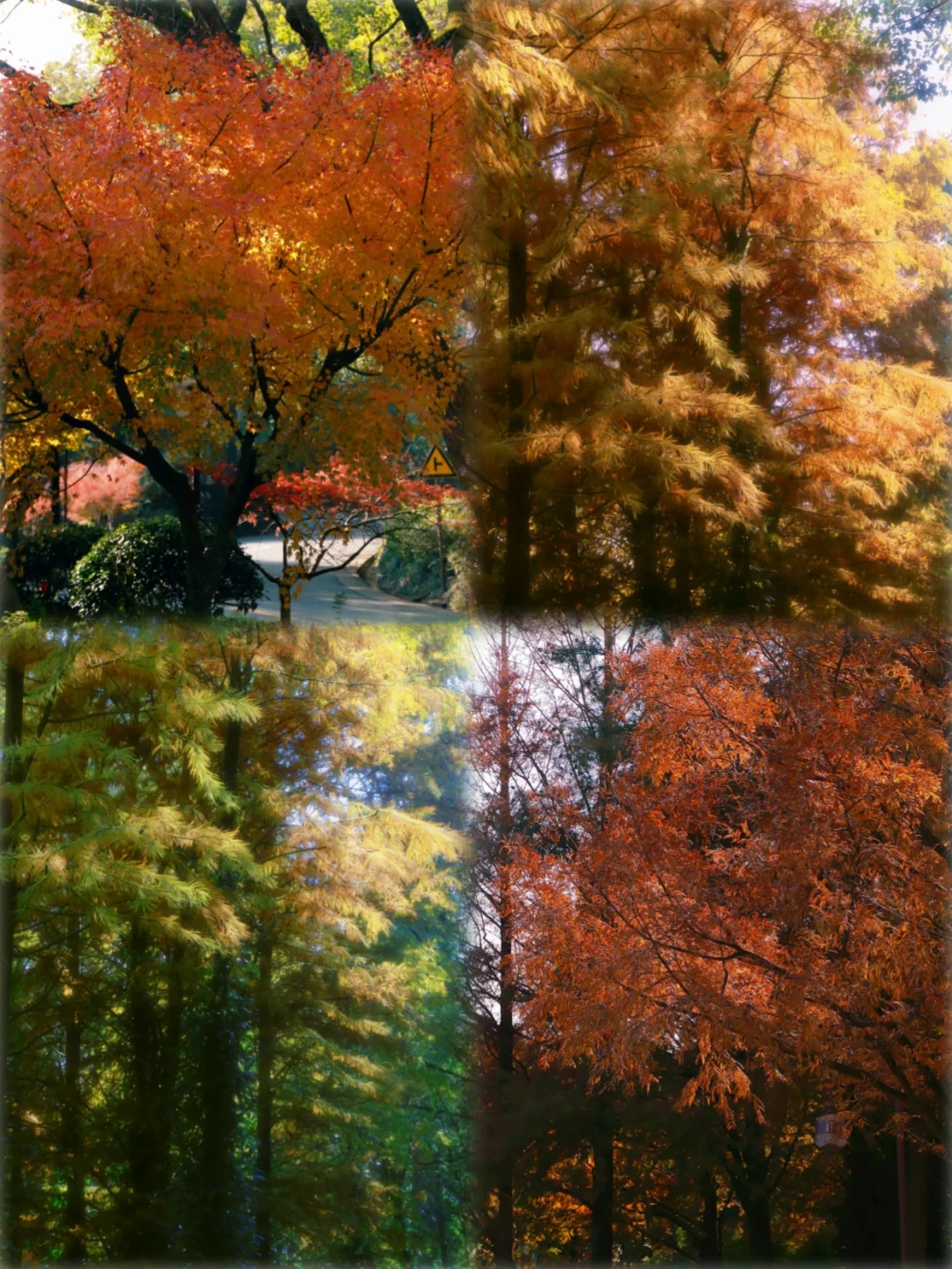 普陀山丨初冬秘境，人少景美，红枫醉人🍁