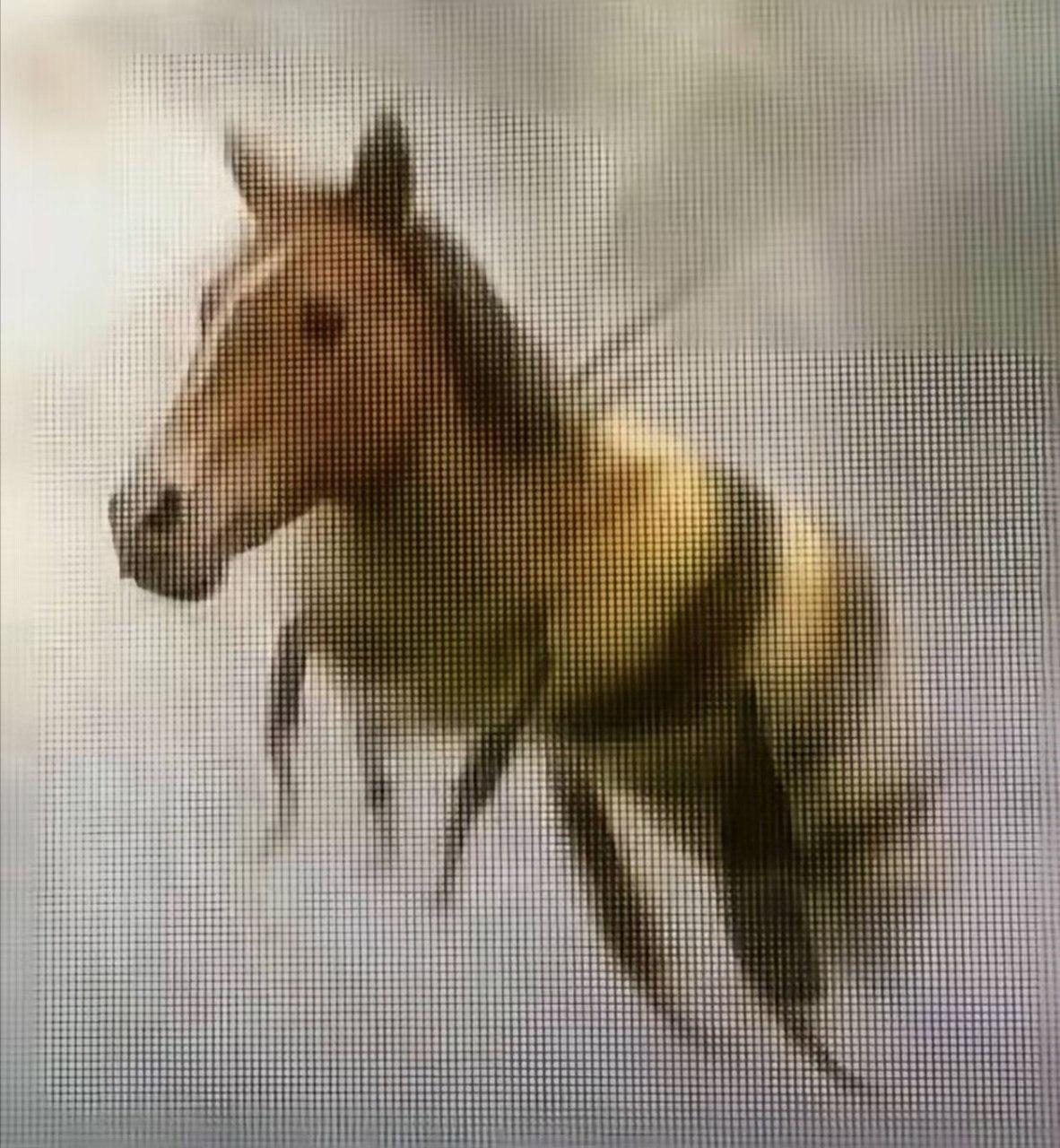 这是什么动物？