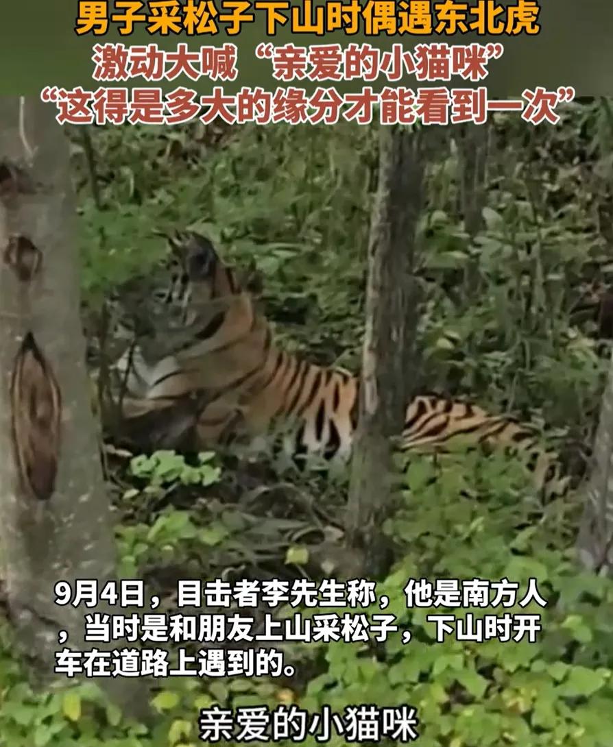 “无知者无畏！”吉林珲春，一男子采松子下山时，突然看到旁边的树林中有动静，仔细一