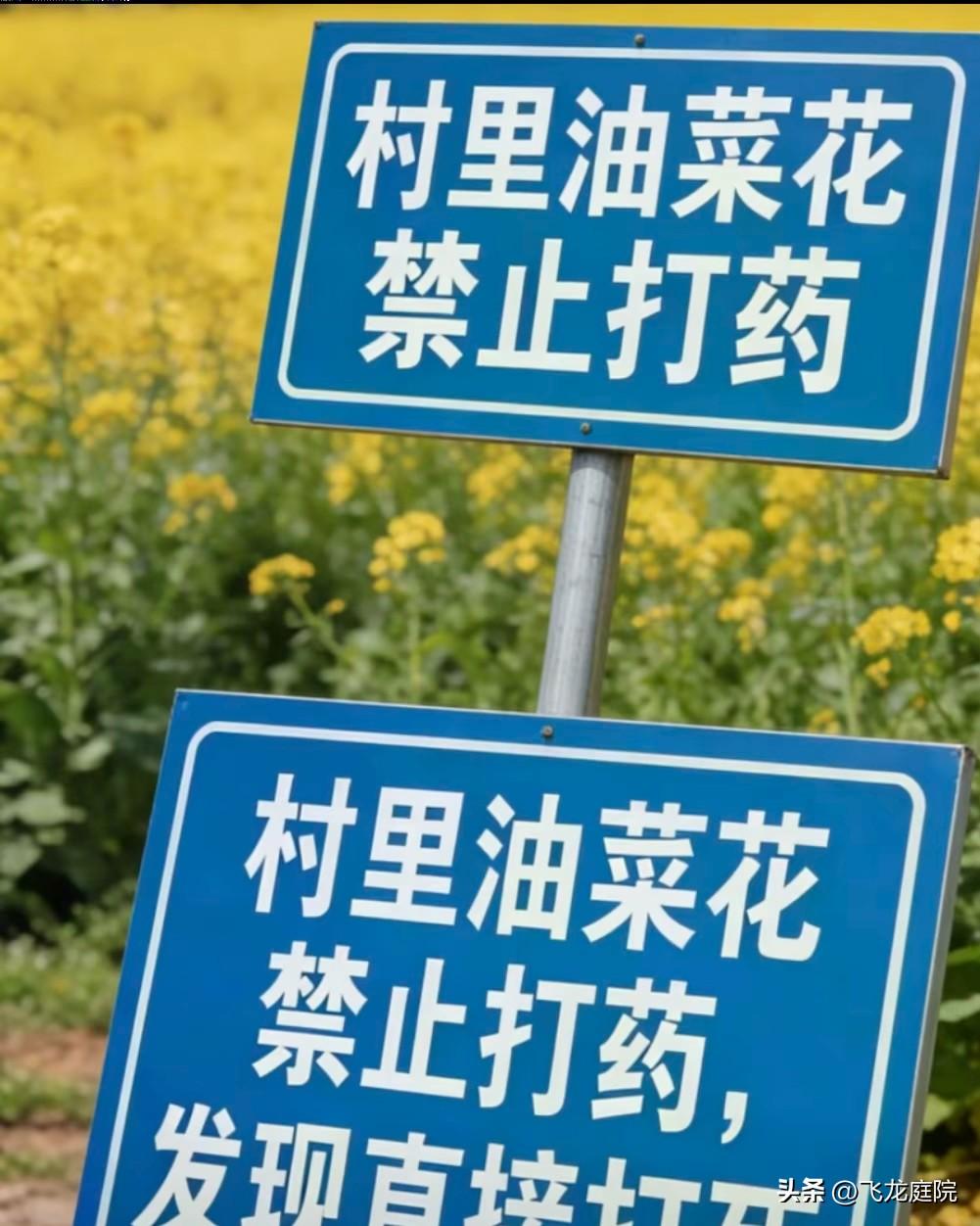 油菜花开了，竟然无人机免费打药，这不是投毒么，还是夜里打药？

是谁发起的？惊叹