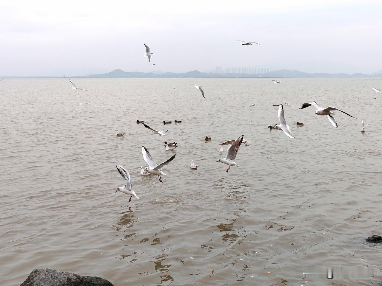 大年初一随拍：深圳春色正浓。
 
大年初一的深圳湾，没有喧嚣的爆竹，却有漫天飞舞