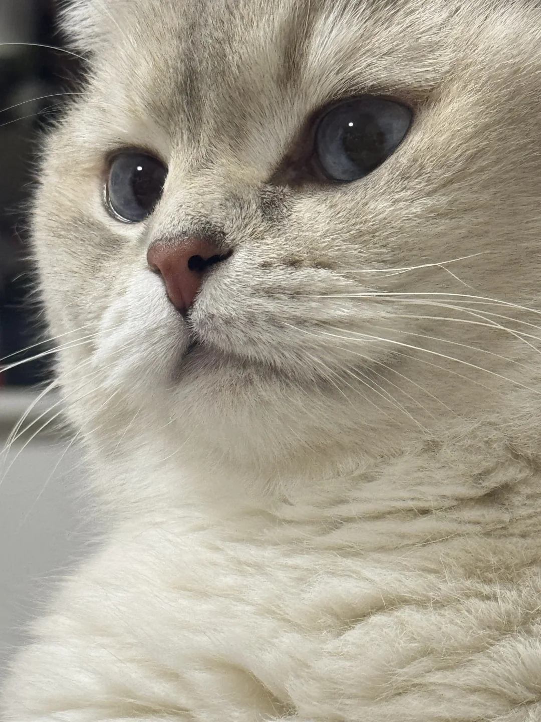 眼神坚毅的小猫