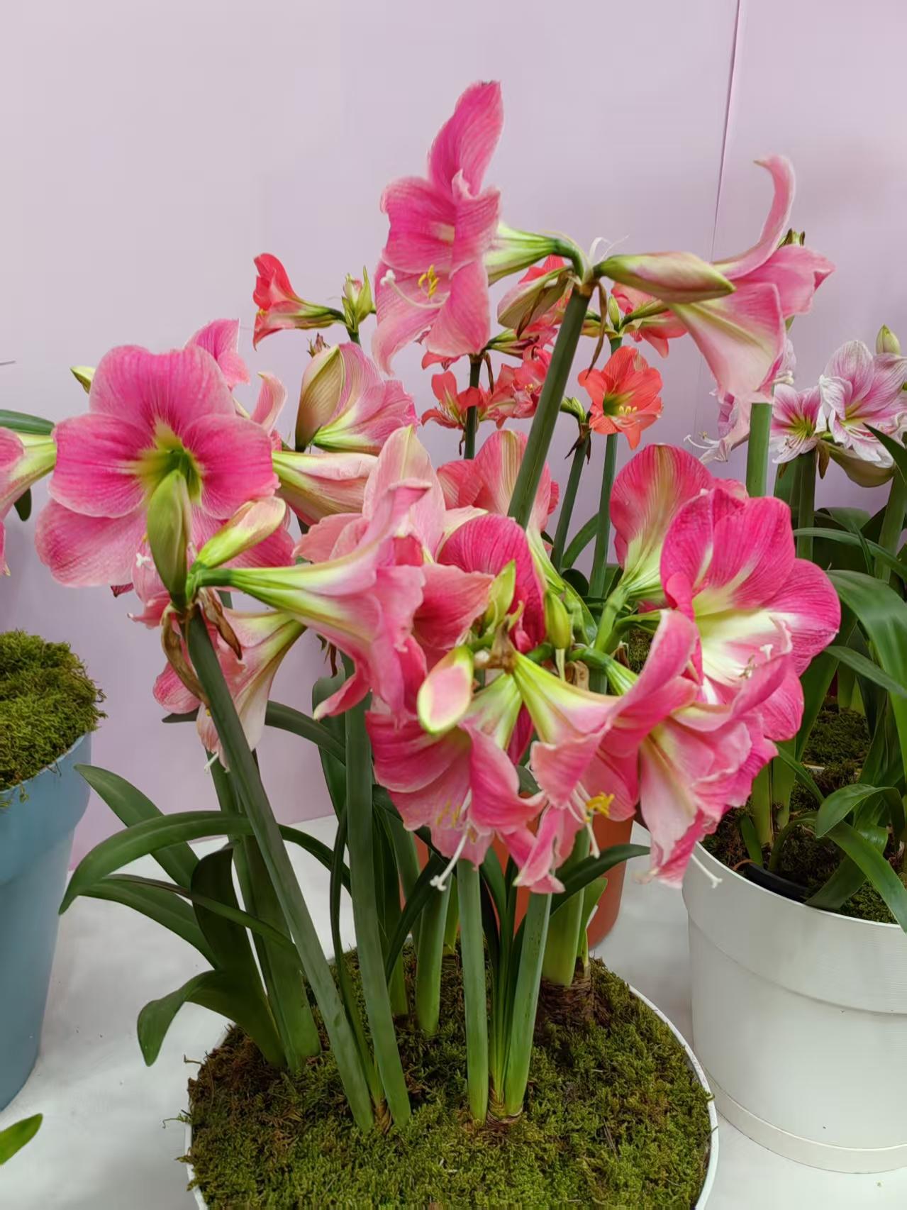 清江引·百花争艳
五月江城花竞开，
红紫妆亭台。
四海仙姿来，
乘风舒彩态，
满