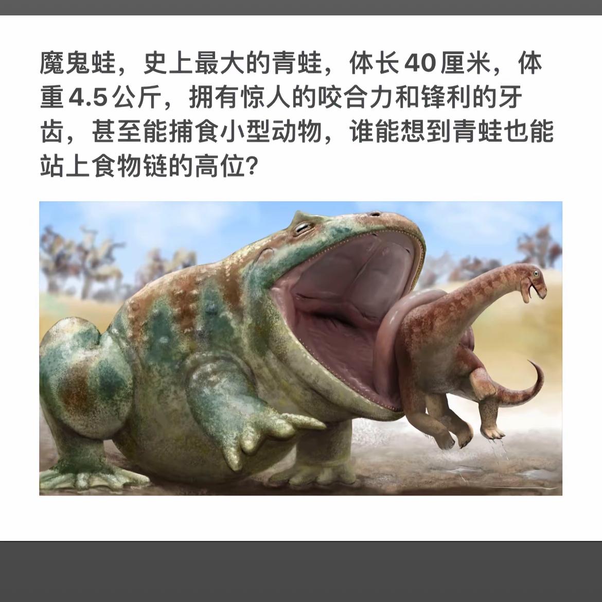 史上最大青蛙现身！长40厘米，重4.5公斤，咬合力惊人！