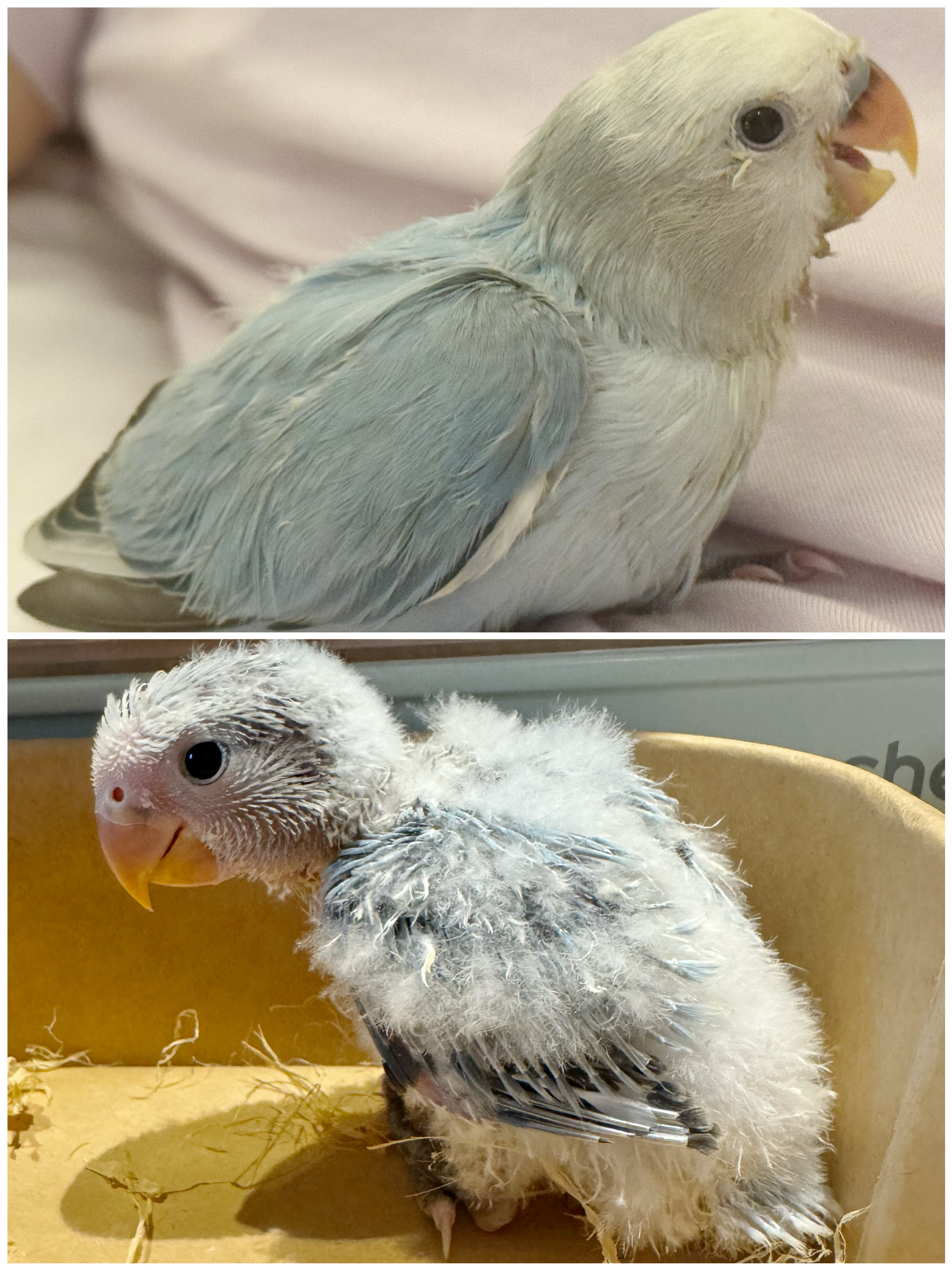 20天不到判若两🐥 
