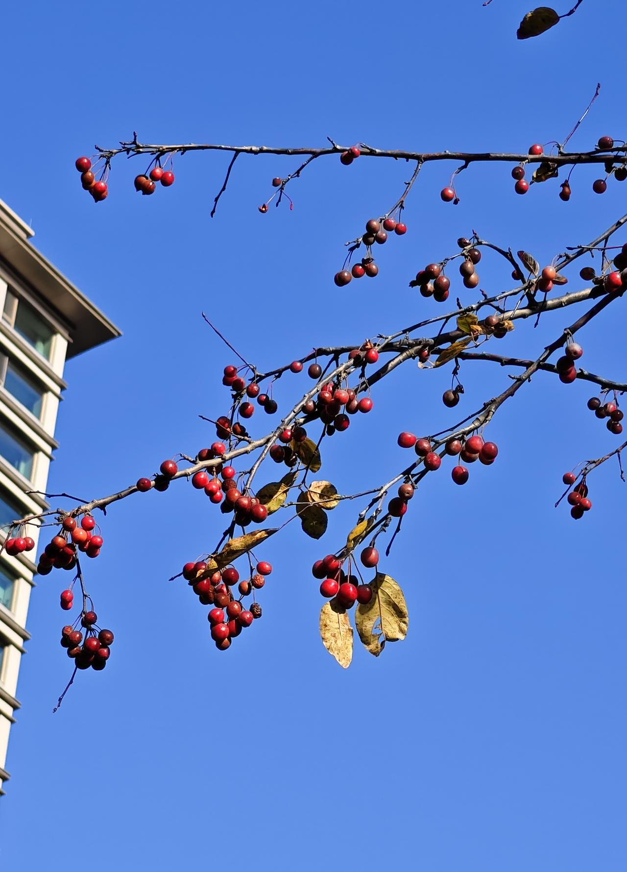 红果果，蓝天天。
累了抬头看看天。
人生三万六千天。
开心一天是一天。