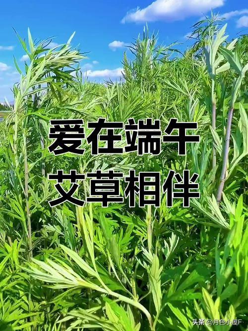 街上流动着艾草绿

今天去早市，发现买艾草的人特别多。实际上，一把艾草只卖一元钱