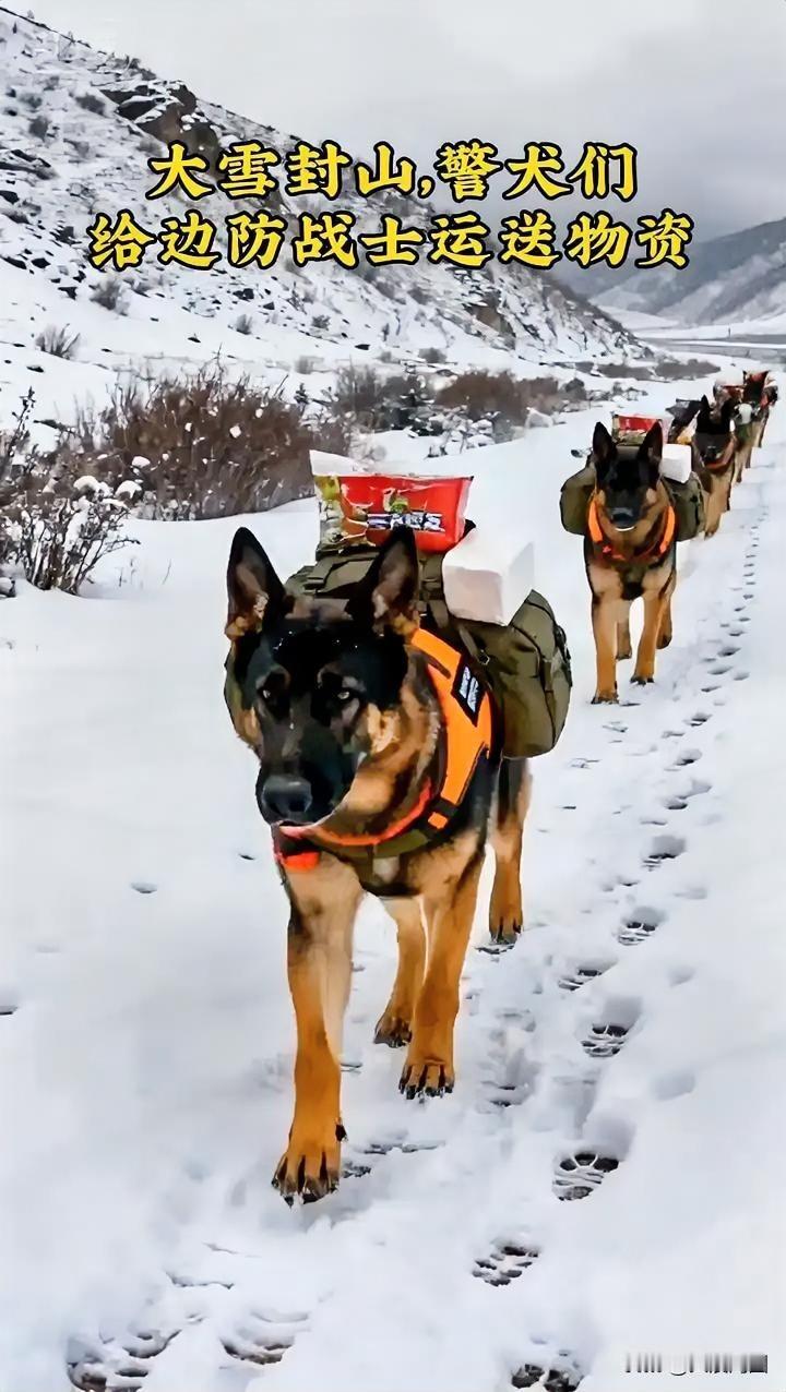 雪地中的警犬队伍，为边防战士运送物资，勇往直前！🐕💪🏔️